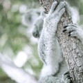 55585-koala stvol derevo.jpg