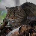 48737-koshka vzglyad usy zelenye glaza.jpg