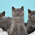 33419-kotyata vzglyad kittens view.jpg