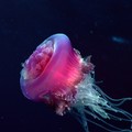 132064861.jpg
