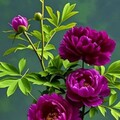 4be80a6d7a50ded89072e08c6b55d1f4.jpg