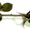uHrOHhtm5P8.jpg