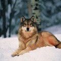64179-volk sneg zima.jpg