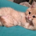 кошка.jpg
