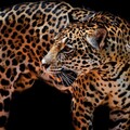 21688c8b84b31a793e74a1ef7440bc10.jpg