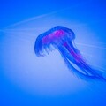 60225-meduza glubina sinij fon.jpg