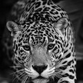 78979b62c7de19e03644c43833ac8da5.jpg