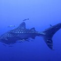 60307-akula pod vodoj okean.jpg
