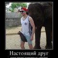 Дм -.jpg