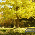 28779-priroda derevya listya lavka nature trees leaves shop.jpg
