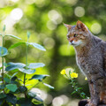 kot-dikii-lesnoi-koshka-priroda.jpg