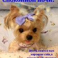 Спокойной Ночи Сладких Снов.jpg