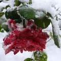 image-21.jpg