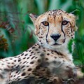 animal cheetah 4k 5k hd-5120x2880.jpg