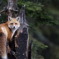 lisa-priroda-fon-9.jpg