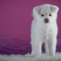 sobaka-shchenok-akita-akita-inu-fon-rozovyi-fotosessiia-stoi.jpg