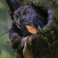 animal owl 4k 5k hd animals-5120x2880.jpg