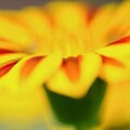 63985-makro cvetok zheltyj lepestki.jpg