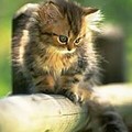котёнок.jpg