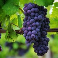 63581-vinograd chernyj grozd listya.jpg