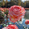 74f0a91056300b40a3645ae502d7fd04.jpg