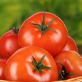 23286-eda pomidoryi korzina tomatyi.jpg