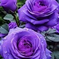 ff2d23e430f4bab6d2a307d07b49b0b9.jpg