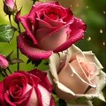 df939e322d27dad44daeb25601e05574.jpg