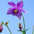 63343-cvety nebo.jpg
