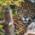 59982-leopard derevo vetvi morda.jpg