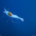 aug10wallpaper_20_1600.jpg