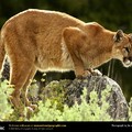 mountain_lion.jpg