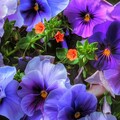 image (96).jpg