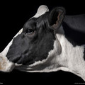 mar11wallpaper_20_1600.jpg