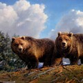 60094-medvedi grizli nebo.jpg