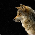 mexican_gray_wolf_1198152_xl.jpg