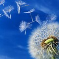 Image from million-wallpapers ru 1366x768 (5).jpg