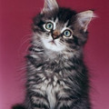 kitten4_jpg_350x500_q85.jpg