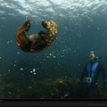 monterey_bay_sea_otter_484817_xl.jpg