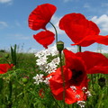 poppies-flowers-meadow-sky-nature-greenery-2560x1600.jpg