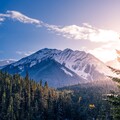 pine-trees-5k-ou-3840x2160.jpg