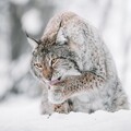 60106-rys hischnik sneg zima.jpg