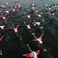 53466-flamingo staya vzlet.jpg