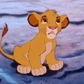 Simba.jpg