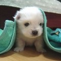 1268372463_animals_241_33.jpg