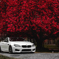 BMW BMW F13 M6 бмв.jpg
