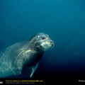 maturebeardedseal_63234_lw.jpg