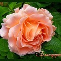 8npcxt95.jpg