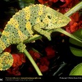 mellers_chameleon.jpg