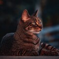 59875-koshka vzglyad vecher.jpg